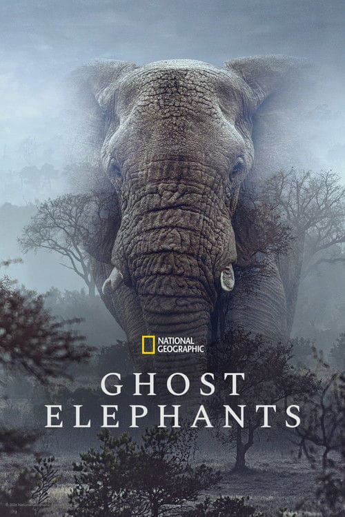Ghost Elephants - Die Geister im Hochland Angolas – 2026