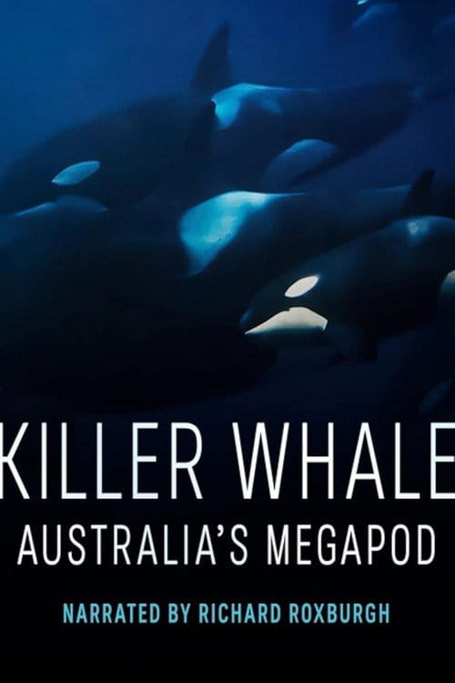 Killer Whale: Australia's Megapod – 2025